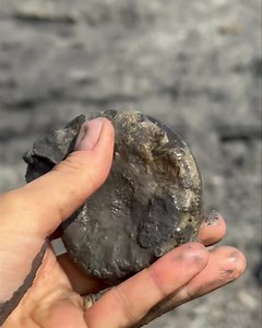 Found today down at Charmouth by our team member Alison, stunning find. | UK Fossils