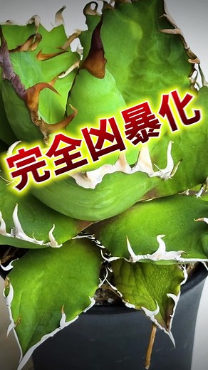 アガベの植え替え方法｜2年で凶暴化した株を安全に植え替える