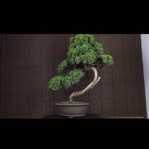 41 reactions | Japanese Shimpaku Overall height: 85cm Private message if interested | Hong Kong Bonsai Pots | Facebook