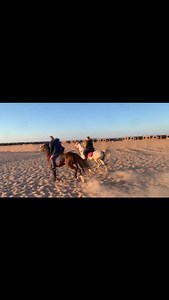 132 reactions · 184 shares | صلوا علي الحبيب المصطفى  #horselover #horses #horsesofinstagram #horseriding #horsepower #horselife #horseshow #horserider #horsegirl #egypt #hurghada #hotel #sunset #beach #hurghada_hotels #holland #hurghad #horse #horses #sunset #egypt #hurghada #horsesofinstagram #horseriding #horsepower #horselove #horseshow #soulhorseshurghada | Soulhorses Hurghada | Facebook