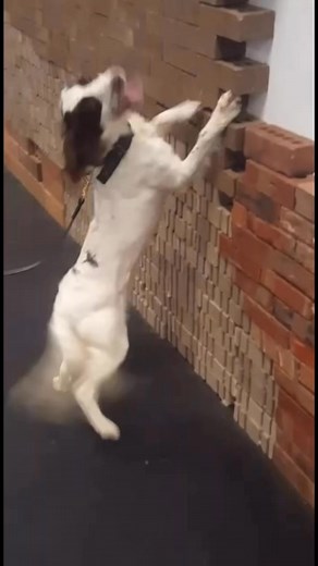 K9 JAX second day training #springer #makork9ofwv #makork9ofsc #spainel #singlepurpose #dualpurpose #detection #search #sniff #sniffing | Makor K9 of WV