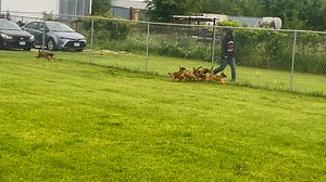 4.2K views · 74 reactions | Getting ready for puppy baths! | Happy Tails | Facebook