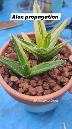 Aloe Mitriformis f. Variegata #bikolanahardinera #aloe #succulentgarden #succulents #plantsplantsplants #plantsmakepeoplehappy #plantas #succulentcollection #plantlife | Bikolanahardinera