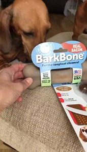 Thank you Pet Qwerks Toys for the girls box of toys and bones ❤️🎁 | Maya the Sausage