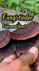 Natural Tinder Fungi - Flint and Steel Fires #firemaking #steelstrikealight #strikealight #pertrifiedstrikealight #flintstrikealight #flintandsteel #survivalfire #fireplow #bushcraftinfonesia #campfire | dalemgumino