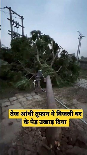 तेज आंधी तूफान ने बिजली घर के पेड़ उखाड़ दिया #uppcl#शॉर्ट्स_वीडियो#vlog#pvvnl #pvvnl #