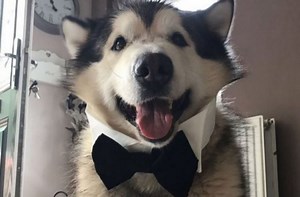 Un cîine cu papion a devenit vedeta unui site de dating (VIDEO)