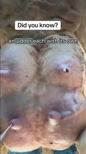 A Unique View of a Cow’s Udder