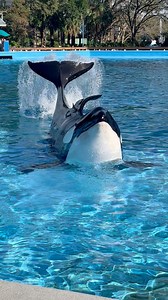 Up close with the queen and the Matriach, Katina!! #killerwhales #upclose #shortpresentation #beautiful | Travisandcousins