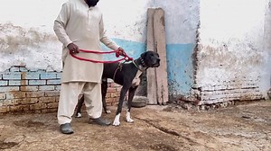 Interview of Atif Samdhani Sab | Biggest Bully Dogs Setup in Sialkot | Male And Female | Faisal Pardesi TV