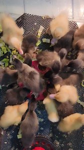 36 reactions | Feeding frenzy for the runner ducklings | Cajun Creek Farm | Facebook