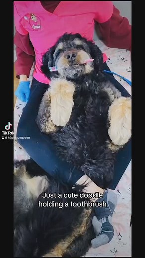 A doodle thing #doodle #doodles #doodleart #bernadoodle #cockapoo #k9plaquequeen #toothbrush #random #trendingnow #trendingreels #mixedbreed | K9PlaqueQueen