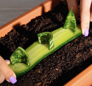 Everyday hacks to keep your greenery alive | Green Bean