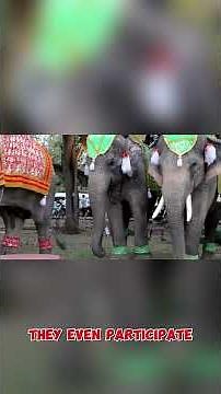 Unbelievable Elephant Encounters With Humans