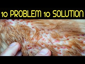 |10 Most Common Skin Problems in Dogs & Solution - Home Remedies For Dog Skin Problems