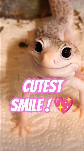 “Leopard Gecko Smile Will Melt Your Heart”🦎💛 #leopardgecko #cuteanimals #adorablepets #youtubeshorts