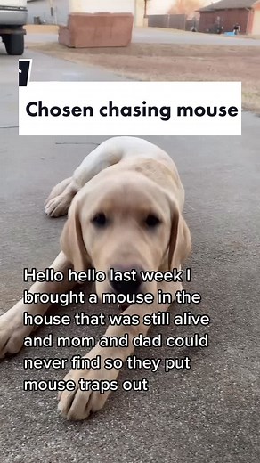 Dog Breeding Academy on TikTok