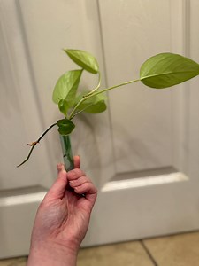 Pothos, Philodendron and Peperomia Propegation Tube - Etsy Canada