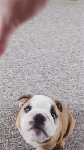 101K views · 8K reactions | When training your pup, stick to repeat and reward. If they follow a command, treat them. It might take a few tries, maybe even 500, but they'll catch on. Keep at it!  #Bulldogpabs #BulldogDiego #trainingtips | BulldogPabs | Facebook