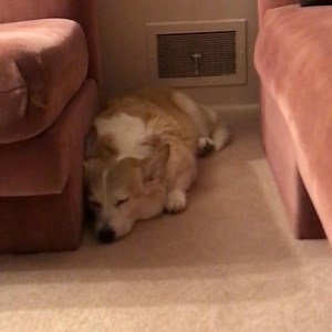01/19/2019 LGQC was uncomfortable because of The Yellow Imposter | Lady Ginger in Heaven Queen of the Corgis