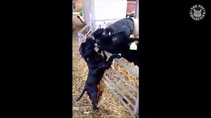 269K views · 13K reactions | So many kisses: | The Pet Collective | Facebook