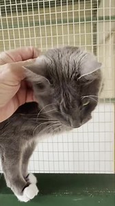 Ricky | Camelot Pet Resort | Facebook