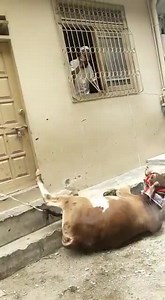 4.6K views · 22 reactions | DANGEROUS BULL UNLOADING! #qurbani2021 | Pakistan cattle market | Facebook