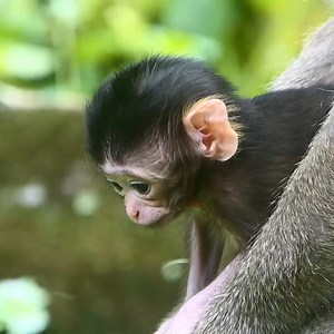 38 reactions | Baby monkey Draya has smooth black fur, an extra beautiful face including moon eyes and big ears #LovelyMonkey #AmberTroop #DaisyMonkey #DrayaMonkey | Lovely Monkey | Facebook