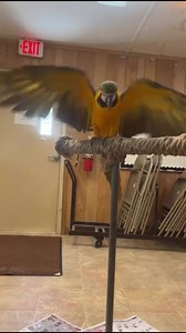 “Banshee” the Blue & Gold macaw appreciates her “flock” and does what she can to help keep them comfortable during hot weather. 🎥 Amanda. #macaw #heatwave #bestlittlezoointexas #frankbuckzoo #goseegainesville #gainesvilletexas | Frank Buck Zoo