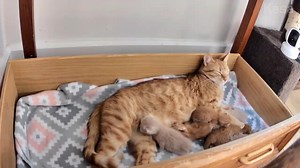 4.2K views · 298 reactions | Lauren-tiny latched on the miracle...