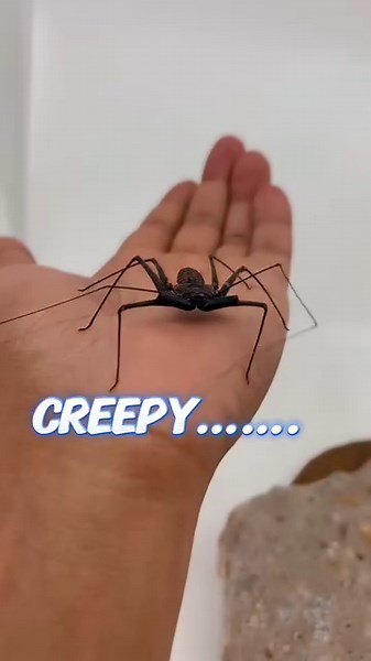 Tailess whip scorpions have a pretty intimidating look but are absolutely harmless reclusive creatures that prefer to scurry away from danger than stand up to it | LLLReptile & Supply