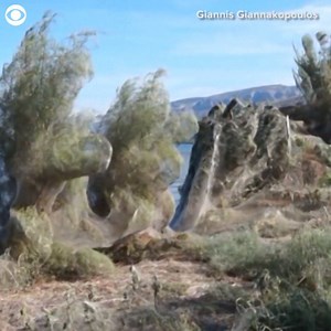 20K views · 92 reactions | Huge spiderwebs blanket plants, boats and signs in Aitoliko, Greece. Experts say the hot/humid weather there is creating the perfect environment for spiders. | KCCI | Facebook
