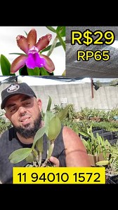 Cattleya Bicolor Tipo Pre Adulta - Floração Magnífica de Duas Cores! 華 Esta famosa orquídea está em um estado sensacional, pronta para deslumbrar com sua floração de duas cores. Uma verdadeira obra-prima botânica!  #orquideas #floracao Clique aqui para garantir suas orquídeas ➡ Participe dos grupos de promoções, clique aqui ➡ https://wppg.builderall.com/campaign/38e2-c91b/invite WHATSAPP 11 94010-1572 | Mais Orquídeas | Facebook