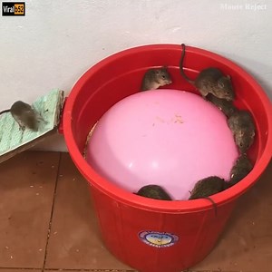 Bigest Balloon Mouse Trap/How to make a Mouse Trap Homemade with Big Balloon / Saving 10 Rat Credit: Mouse Reject - youtu. be/gq39Ws8isR8 | Gabriel Motorcycles