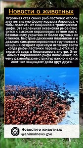 🐠 Когда приходит опасность, эти рыбы точно знают,