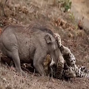 Interdependent between animals for survival. | Beest