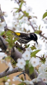 Honeyeater Bird Drinking Nectar Wincent oHsNX #bird #nature #wildlife | HAWI Studios
