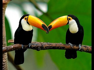 Toucans: The Rainbows Of The Rainforest