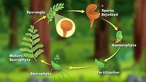 Biological Education Animation Showcasing Life Cycle Stock Footage Video (100% Royalty-free) 1107199487 | Shutterstock