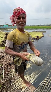 Indian Authentic Jute Farming Process | Your choice
