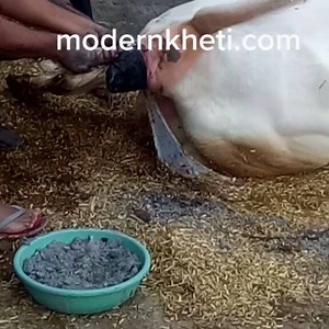 Female calf delivery sent by our farmer Dairy farmer ko badhai do thanks | Modern Kheti मॉडर्न खेती ਮਾਡਰਨ ਖੇਤੀ | Facebook