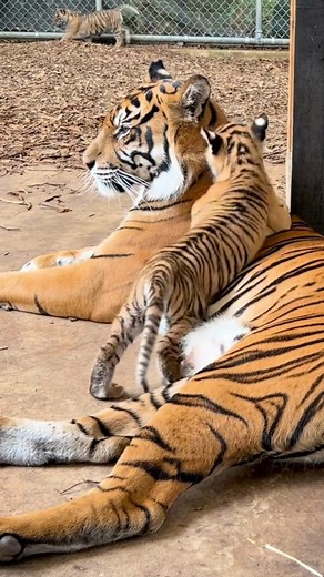 Growly, stripy and ready to pounce 🐅 🐯 Adelaide Zoo’s Sumatran Tiger cubs have gotten the clean bill of health in their latest check up 🥹 Video: Zoos SA | The Advertiser