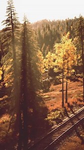 Decrepit railroad tracks vanishing into the shadows of a pine forest at sundown