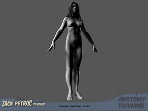 Female Anatomy Turntable