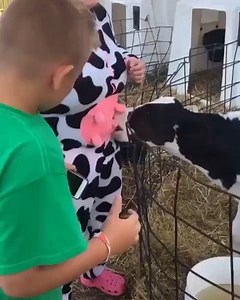 3 comments | COWS: forcefully brought into this world with the sole...