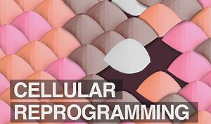 Científicos españoles descubren una de las claves de la reprogramación celular