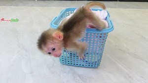 Very Brave Babe Jenna Get Up Go Down From Bed To Playing | Monkey Dodo