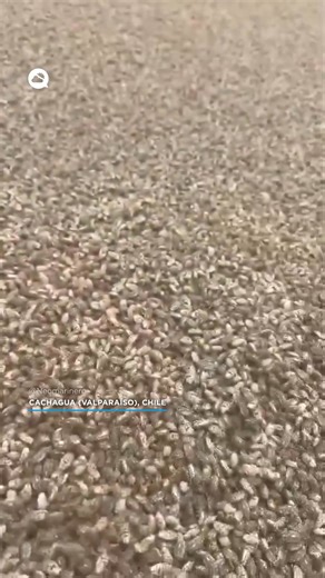 📱 Viral! Thousands of sand fleas appear on the beaches of #Cachagua (Valparaíso), Chile. 📹 #Nature | Meteored