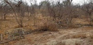 1.5K views · 187 reactions | Female leopard xidulu and cub grooming and playing# morning safari lodge area. | Africa Journey Nature Experience | Facebook