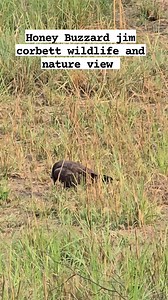 Honey Buzzard Bird | Jim Corbett Wildlife & Nature View